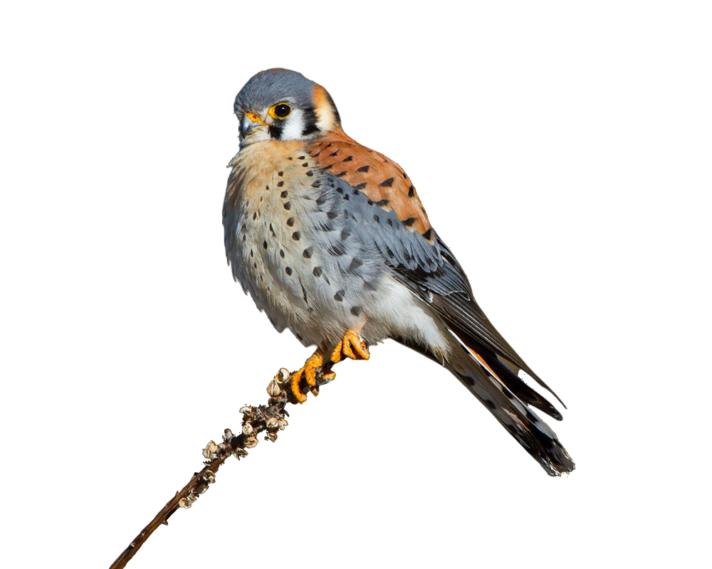 transparent png of a kestrel on a branch