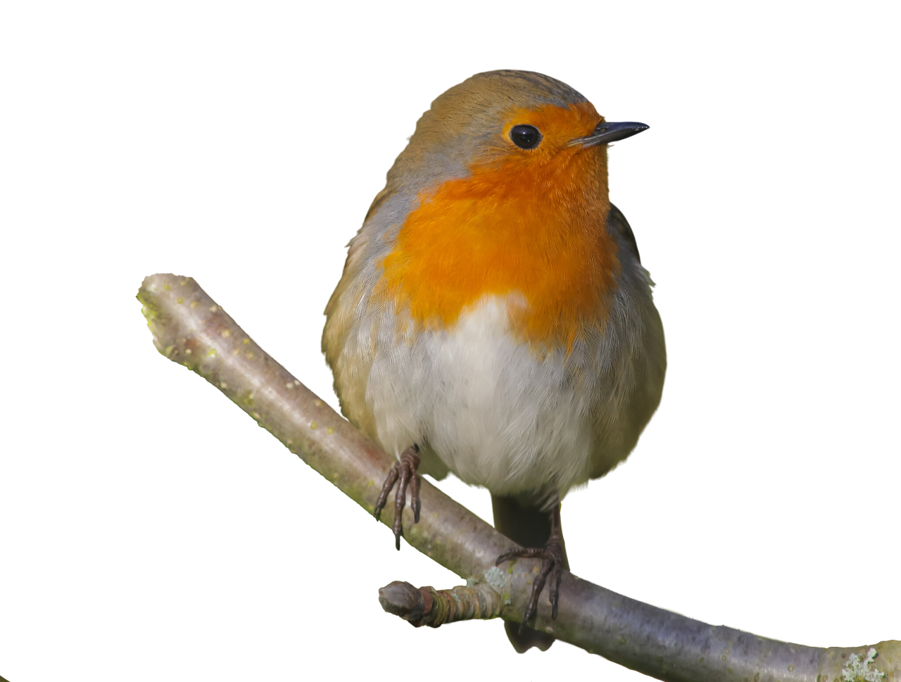 transparent png of a robin on a branch
