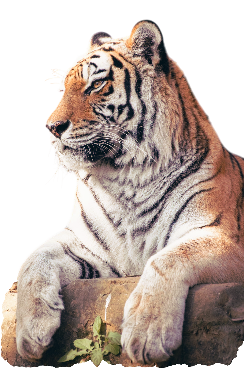 transparent png of a tiger resting on a stone surface