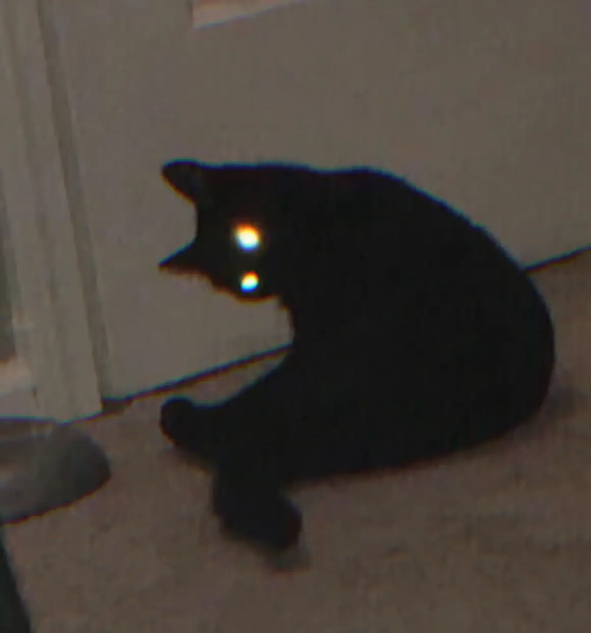 image of a black cat looking back with bright eyes